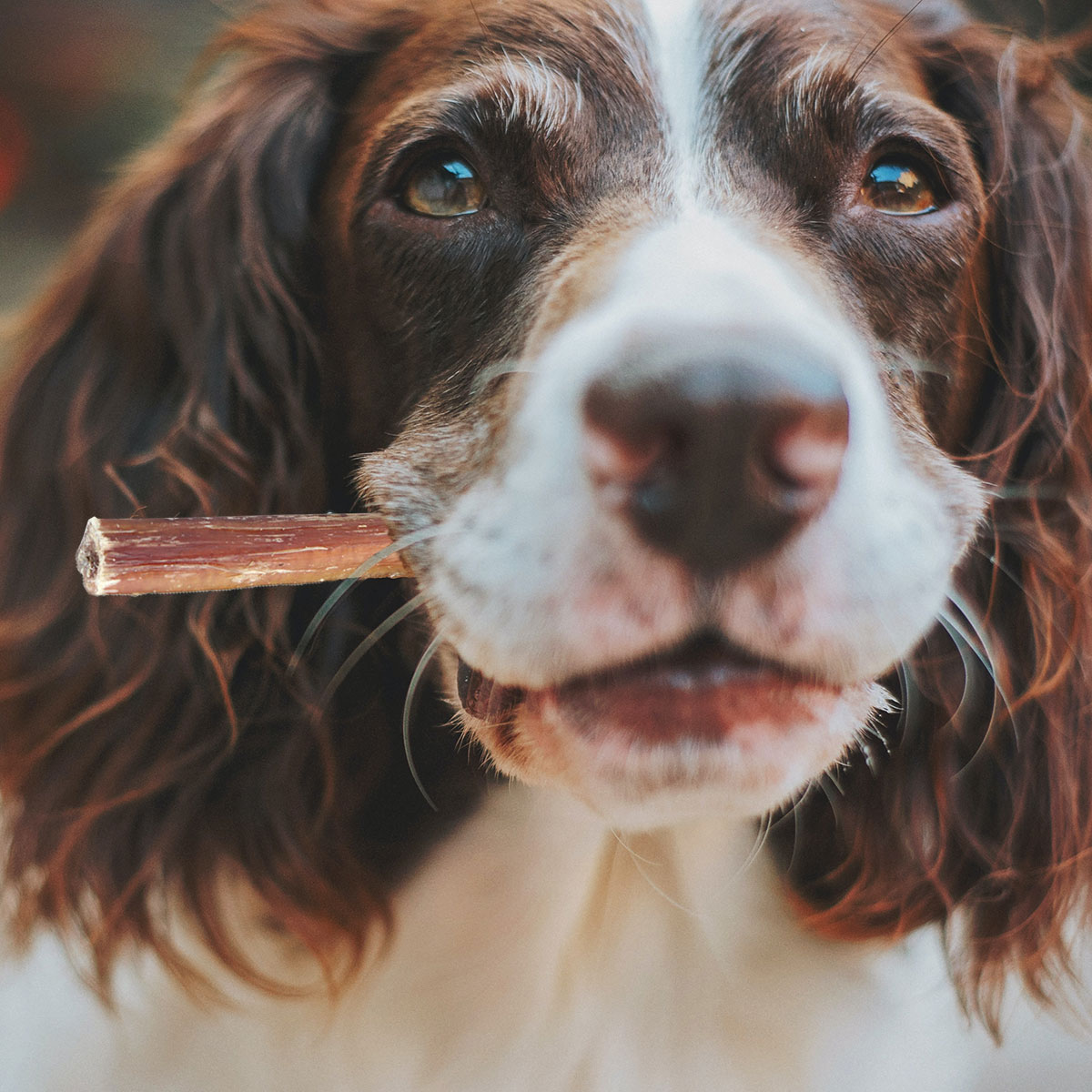 CARNEBELLO_KAUSNACK_OCHSENZIEMER
