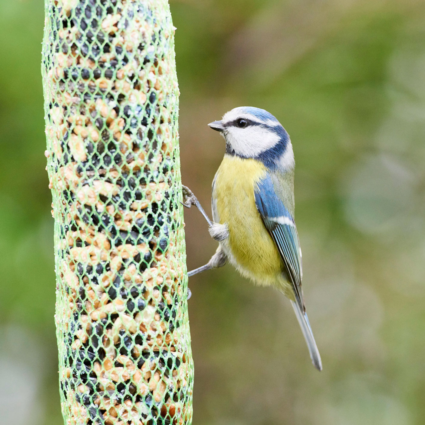 VOLARIS_MUESLISTANGE