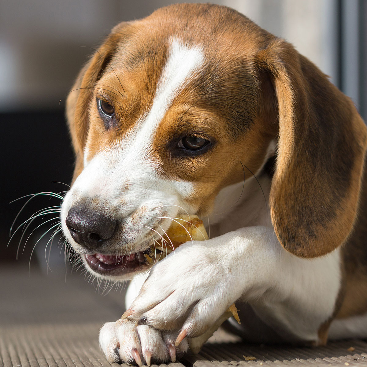 CARNEBELLO_ HUNDE_KAUSNACK_OCHSEN_ZIEMERABSCHNITTE_MOOD