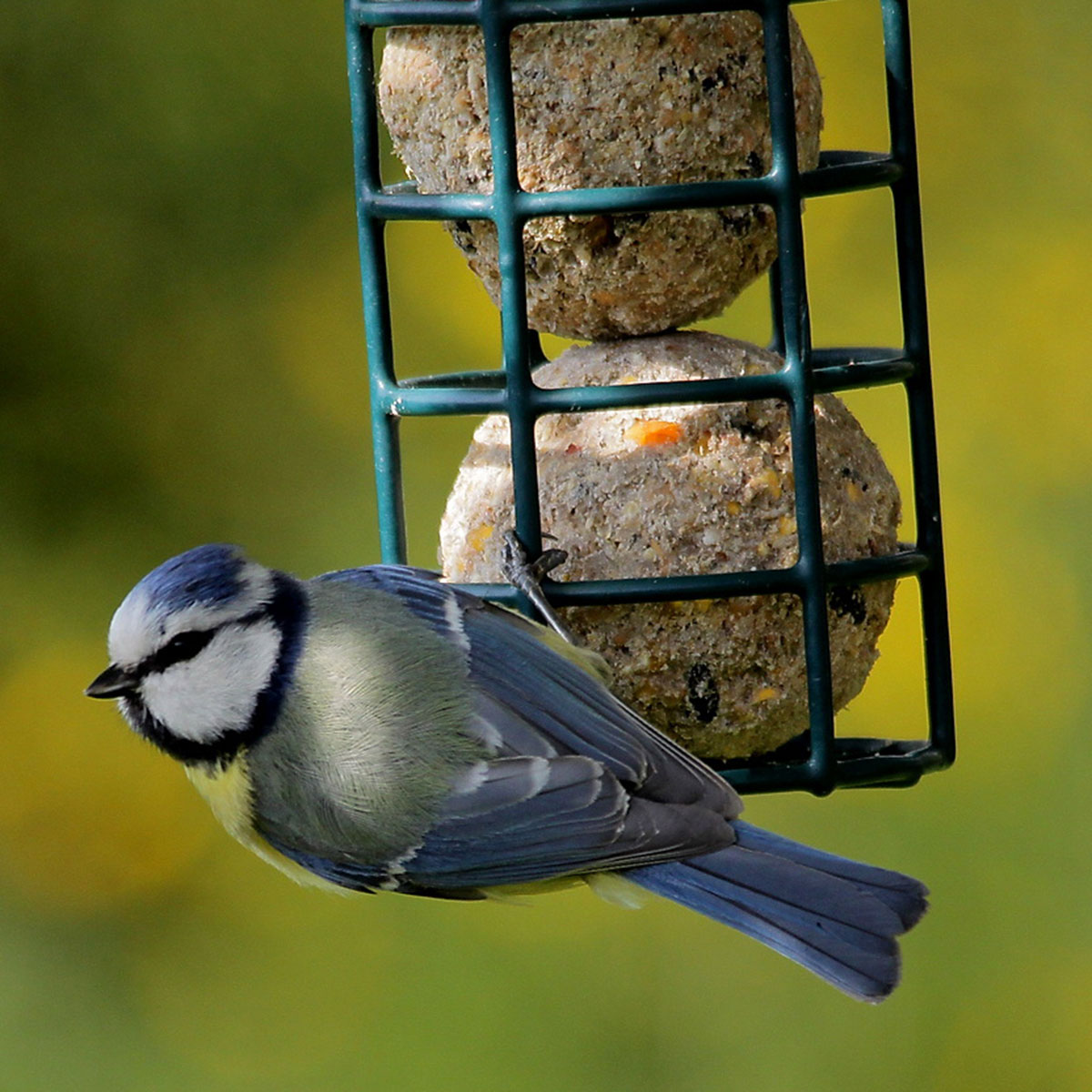 VOLARIS_KOERNERKUGEL_FRUCHT