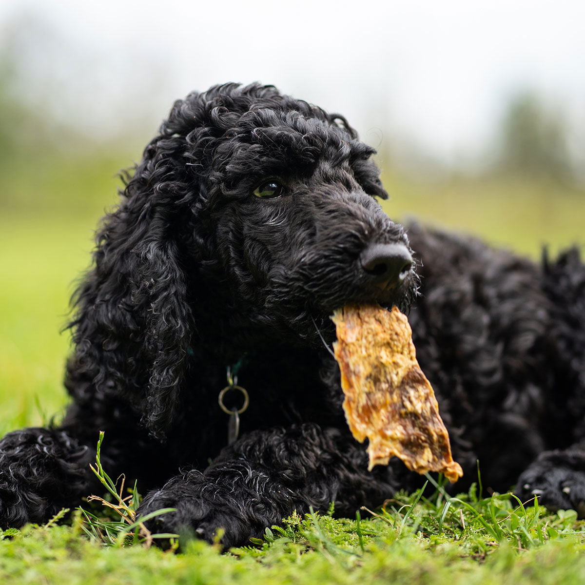 CARNEBELLO_ HUNDE_KAUSNACK_RINDER_KOPFHAUT_MOOD