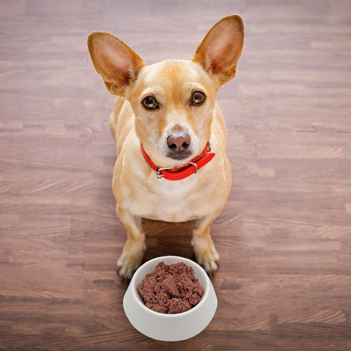 CARNEBELLO_NASSFUTTER_RIND_9000_MOOD