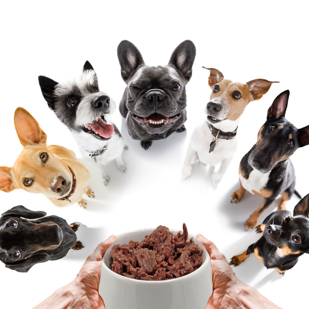 CARNEBELLO_NASSFUTTER_HUHN_9001_MOOD