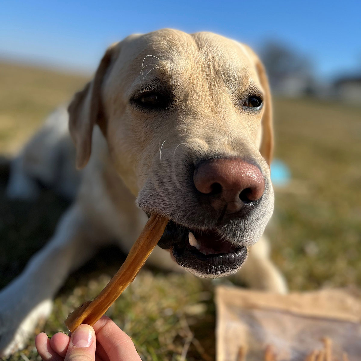 9007-002-EGGERSMANN-CARNEBELLO-NATURKAUSNACK-LAMMKOPFHAUT-60