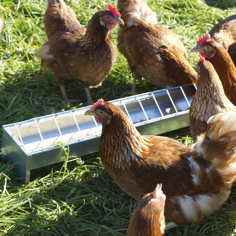 9995_HUEHNER_FUTTERTROG_VERZINKT