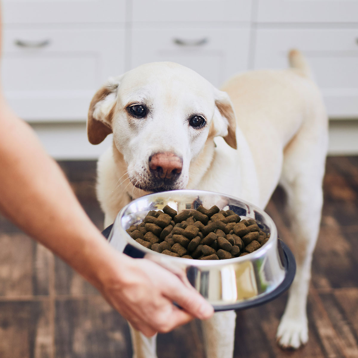 CARNEBELLO_TROCKENFUTTER_GEFLUEGEL_GETREIDE