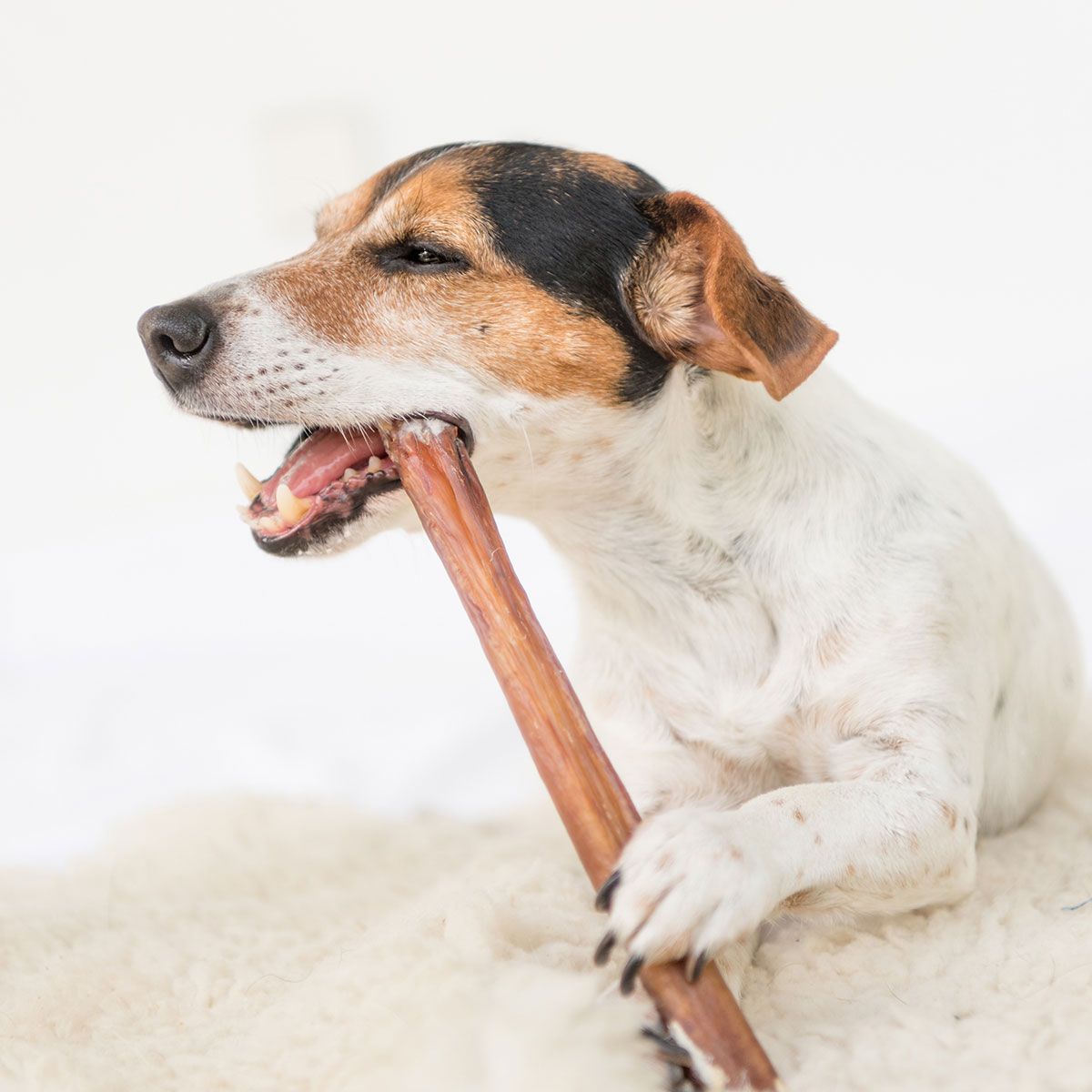 CARNEBELLO_ HUNDE_KAUSNACK_RINDER_SCHWANZ_MOOD