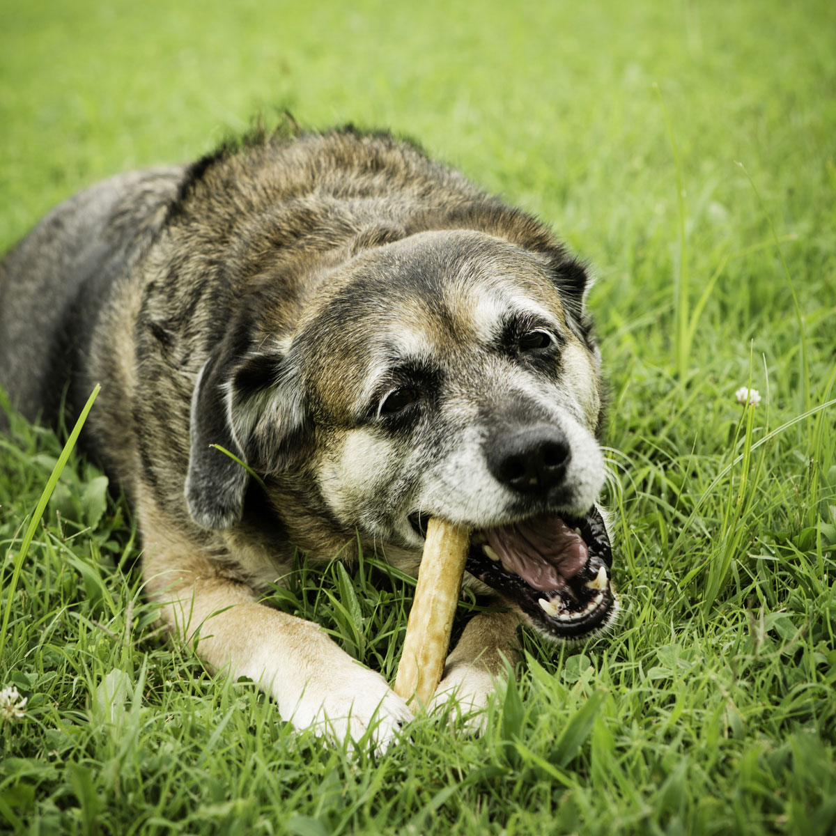 CARNEBELLO_ HUNDE_KAUSNACK_LAMM_ZIEMER_MOOD